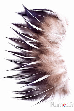 Fagiano argentato - 7-11 cm - nero-bianco-naturale